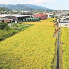 画像3: 紀土 あがらの田で育てた山田錦80％ R1BY 1800ml (3)